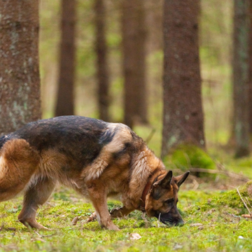 Hundar bidrar till aktivt friluftsliv