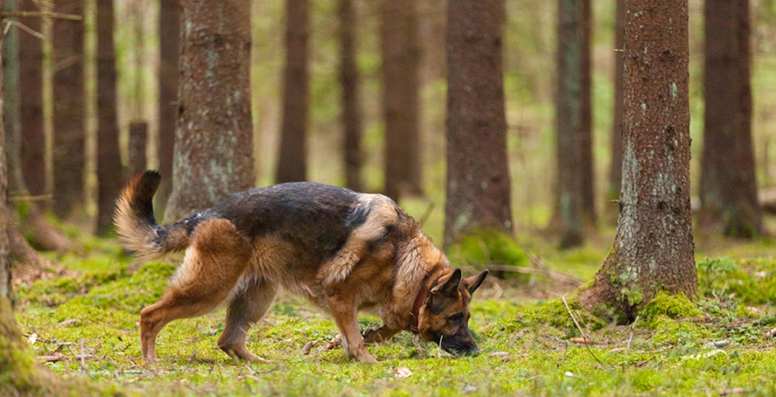 Hundar bidrar till aktivt friluftsliv