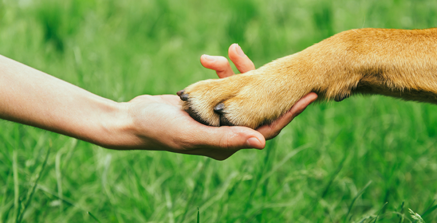 Så upptäcker du farliga knölar på hunden