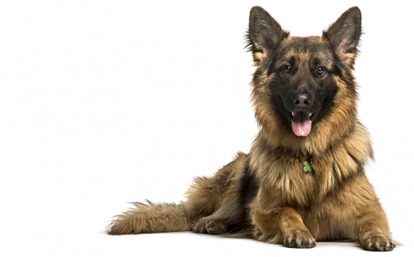 Spanske Thomas blir patrullhund i Sverige