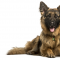 Spanske Thomas blir patrullhund i Sverige