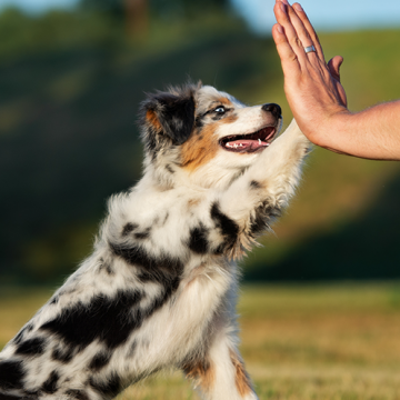 Cirkelträna med hunden