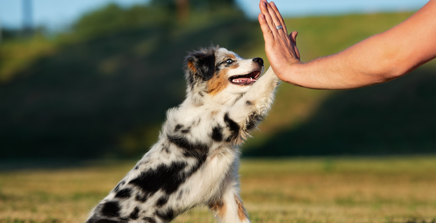 Cirkelträna med hunden