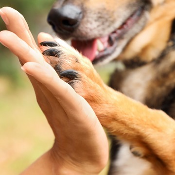 Bättre överlevnad efter stroke för hundägare