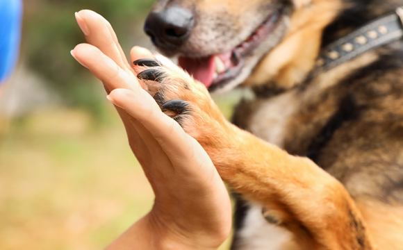 Bättre överlevnad efter stroke för hundägare