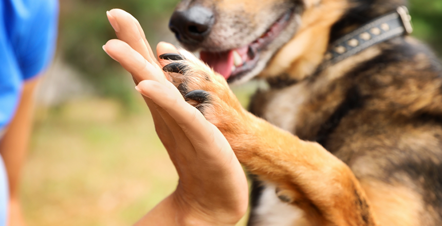 Bättre överlevnad efter stroke för hundägare