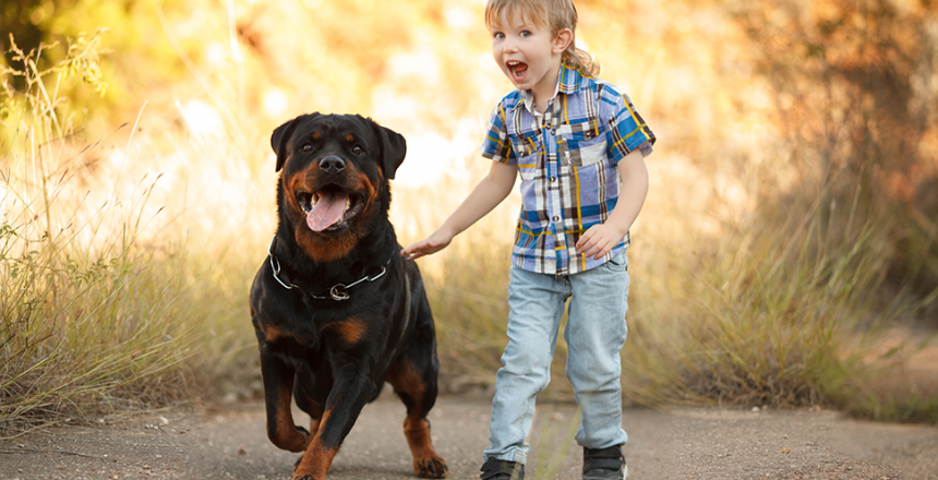 Rottweilerpromenad på Drottningholm