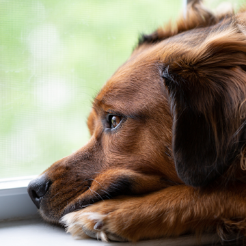 Svenska Brukshundklubben skjuter på arrangemang för att minska smittspridningen