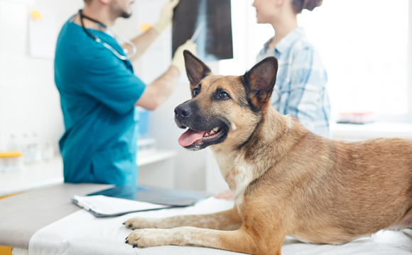 De 5 vanligaste hälsoproblemen hos hundar