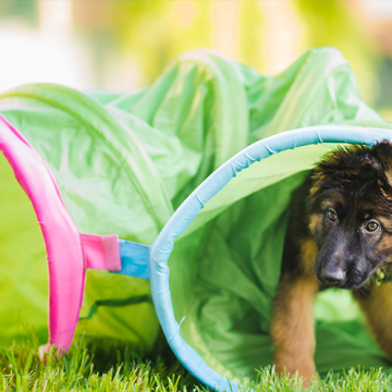 Corona gör att fler köper hund