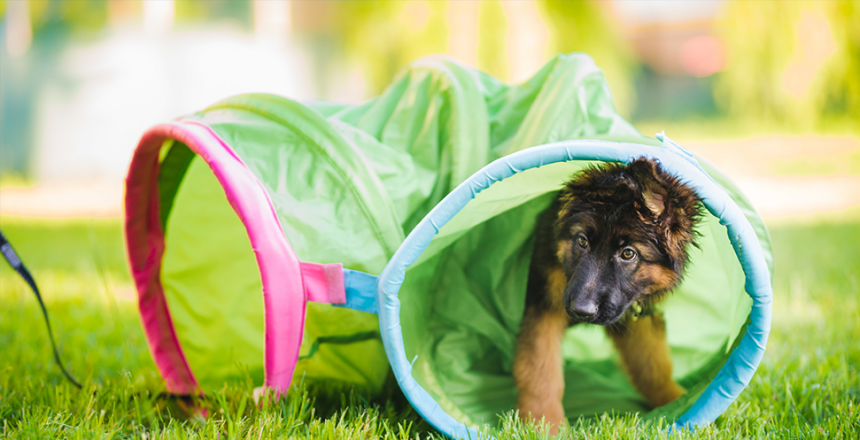 Corona gör att fler köper hund