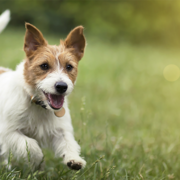 Nya regler för hund- och kattägare