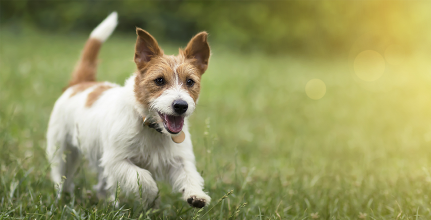 Nya regler för hund- och kattägare