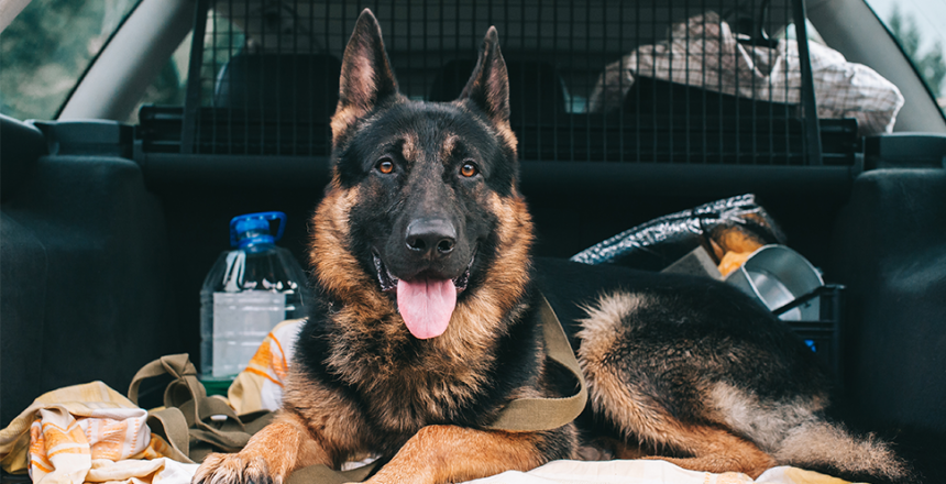 Bättre bilförare med hund ombord