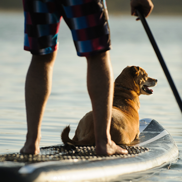 7 roliga saker att göra med din hund i sommar
