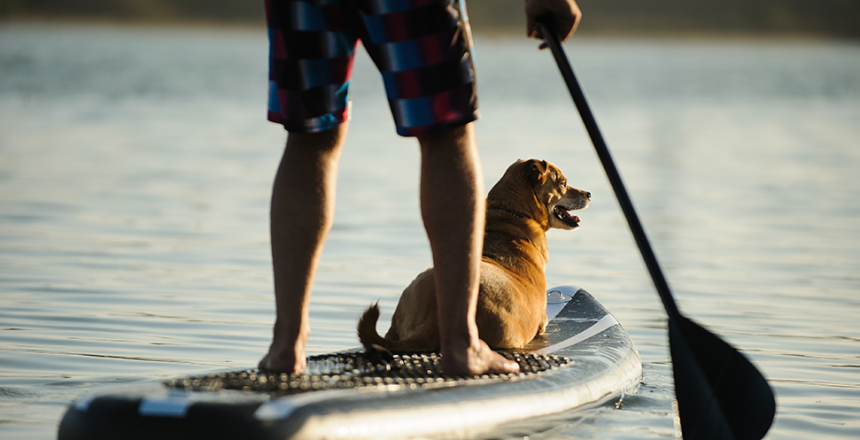 7 roliga saker att göra med din hund i sommar
