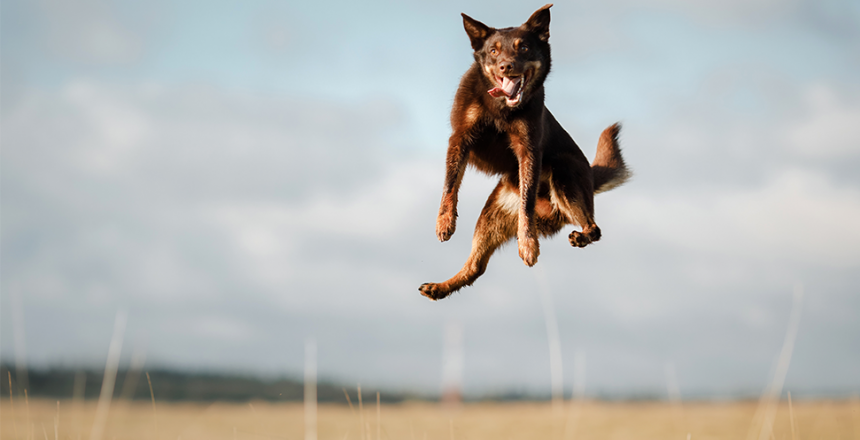 Låt din hund bli blodgivare