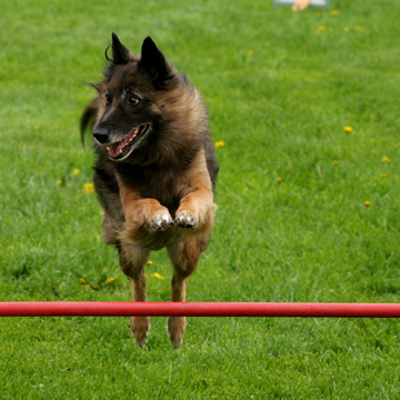 Guldagility i Kalmar 2021