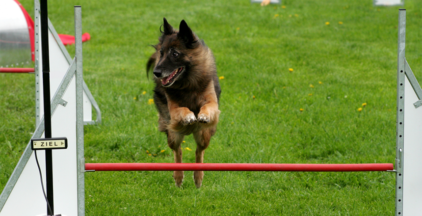 Guldagility i Kalmar 2021