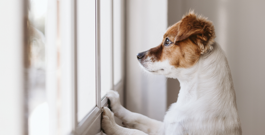 Kortet som kan rädda din hund