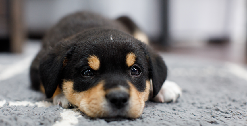 Köpa hund för första gången