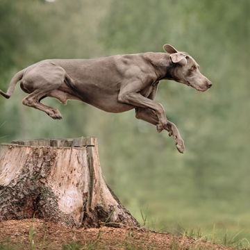 Testa dogparkour i sommar