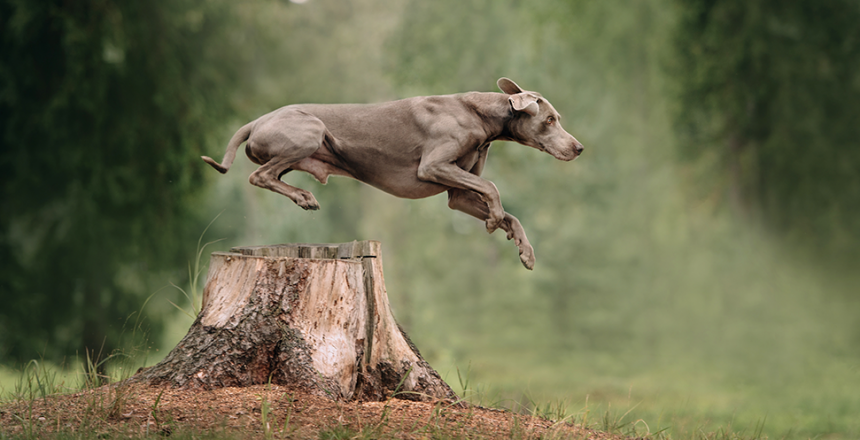 Testa dogparkour i sommar