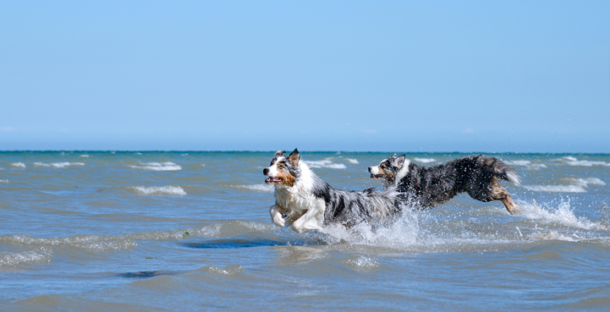 Bästa badplatserna för hunden i Sverige