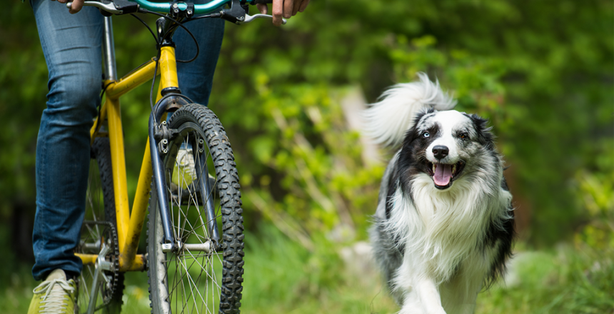 Så cyklar du med hunden