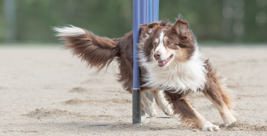 Agility godkänt för friskvårdsbidrag