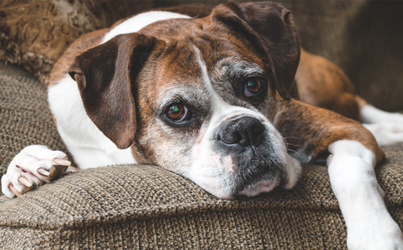 85 % av äldre hundar söker veterinärvård