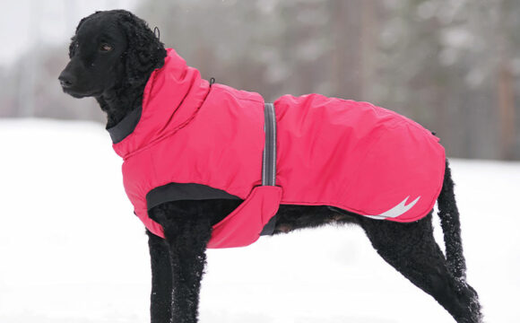 Så skyddar du din hund i vinterkylan