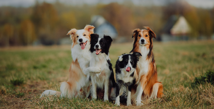 Nordic Dog Days skänker hundrastgård till Umeå