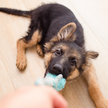 5 bra tips för att uppfostra din hund