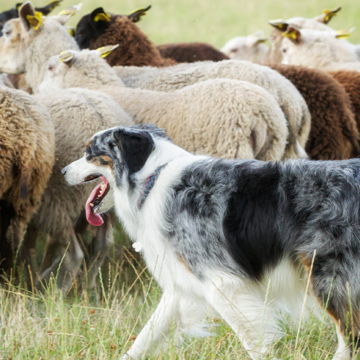 Online-seminarium om fårvallning med hund 10 december