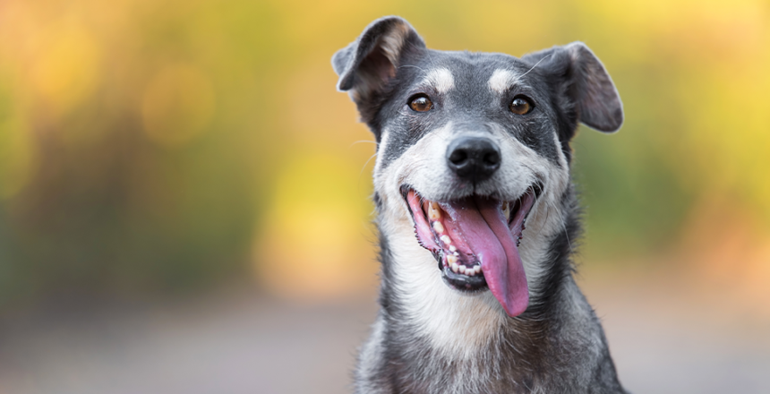 Din hund försöker prata med dig