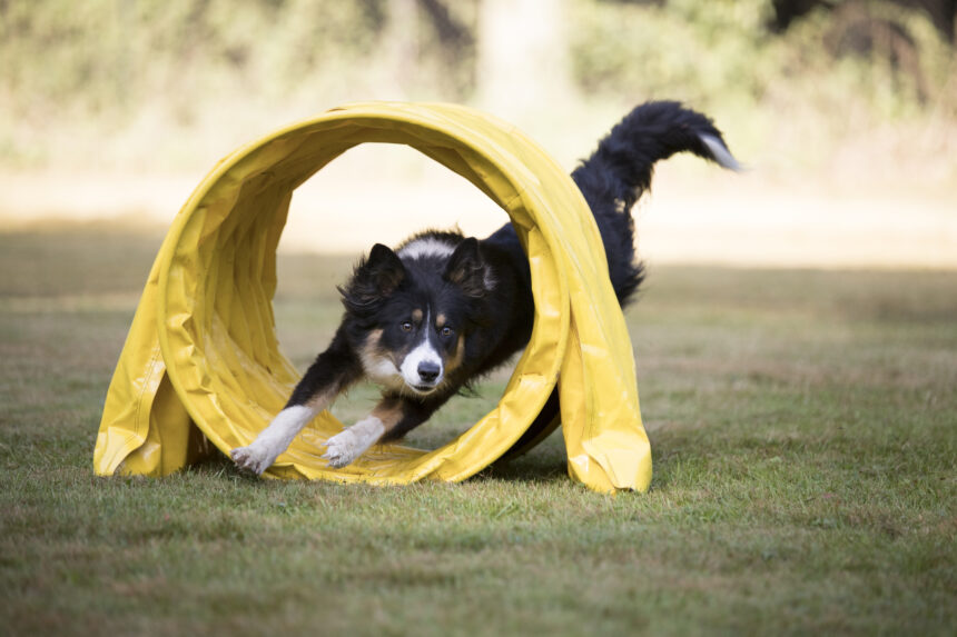 Agility-SM i Kalmar i juli