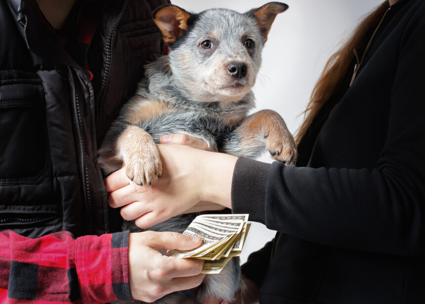 Drev kennel utan tillstånd