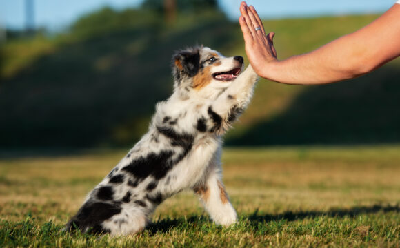 Att leva med hund – relationer, känslor, kommunikation
