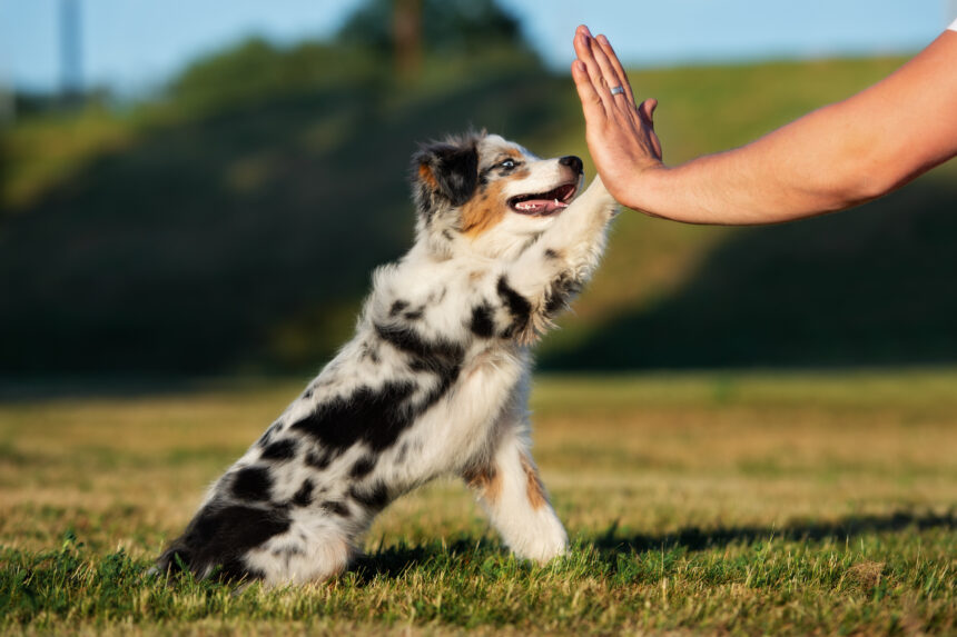 Att leva med hund – relationer, känslor, kommunikation