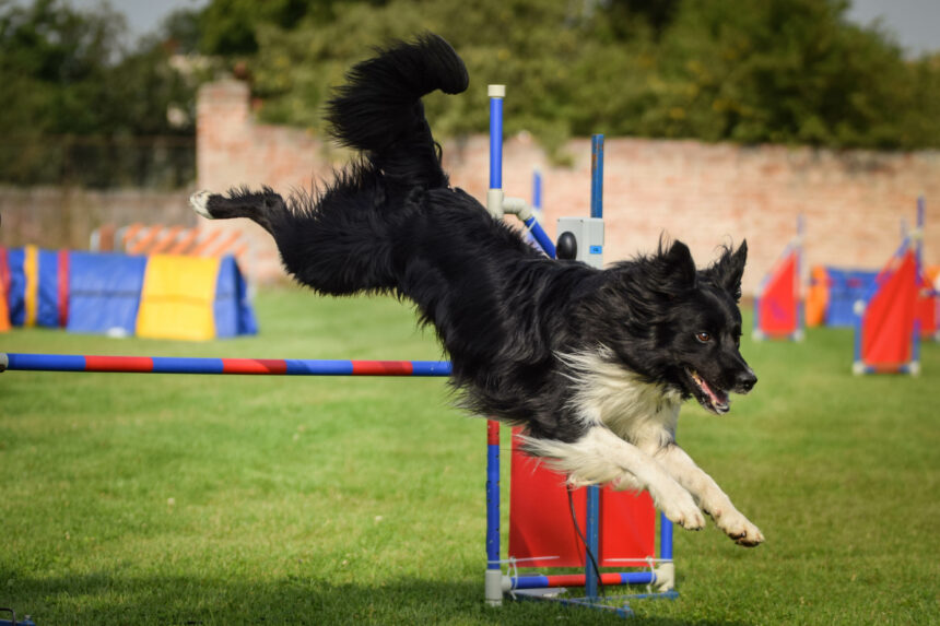 Coronasäkert agility-SM på Gotland