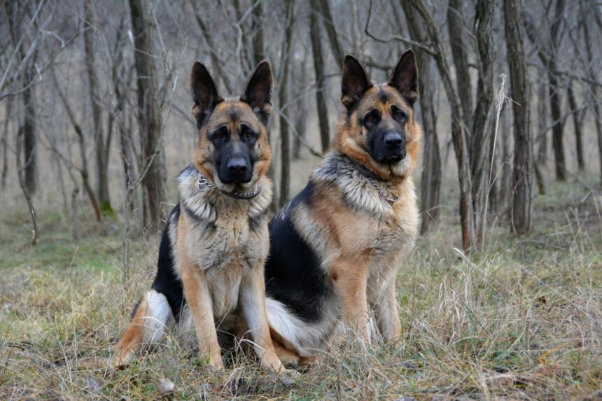 Champ och Major lämnar Vita Huset