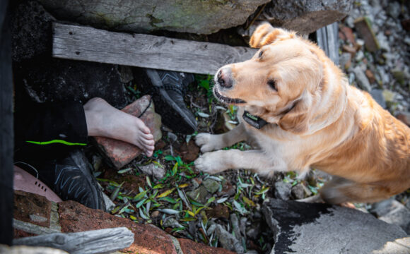Hundresurs Sundsvall hittar försvunna