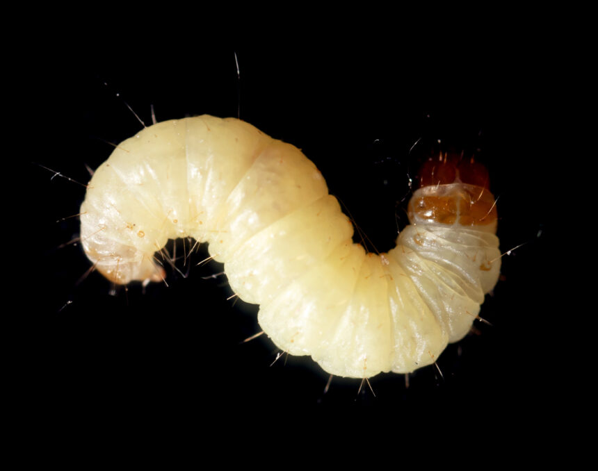 Hundmat gjord på insekter