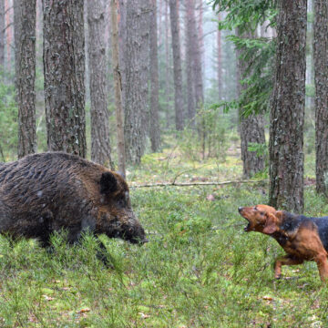 Vildsvinsattacker mot hundar ökar