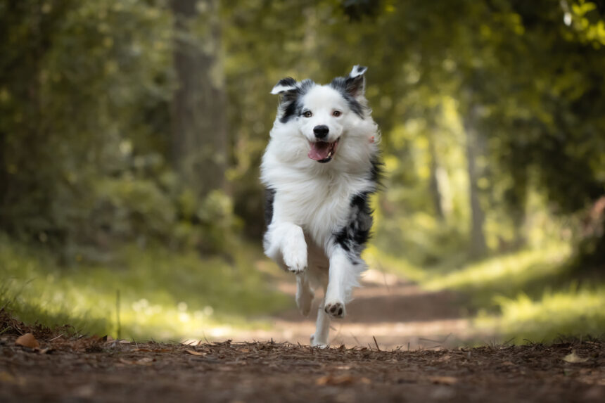 Nu har vart sjunde hushåll hund