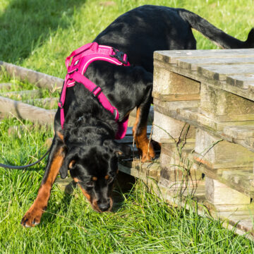 15 hundägare fick Svedeas stipendium