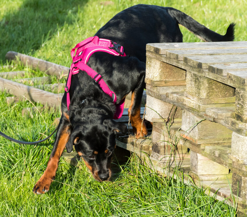 15 hundägare fick Svedeas stipendium