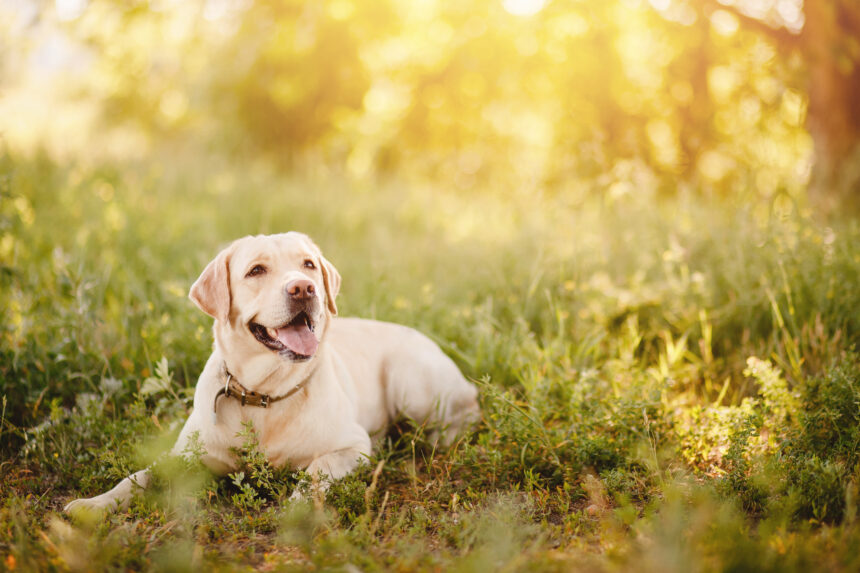 Har du en labrador som heter Molly?