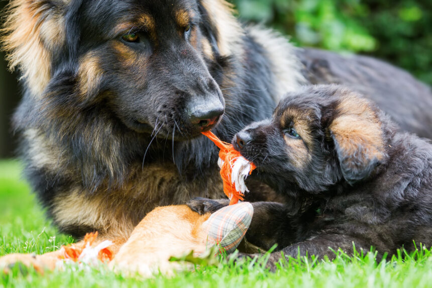 Så mycket kostar det att ha hund